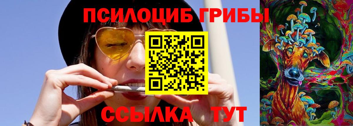 Псилоцибиновые грибы Psilocybine cubensis Асино